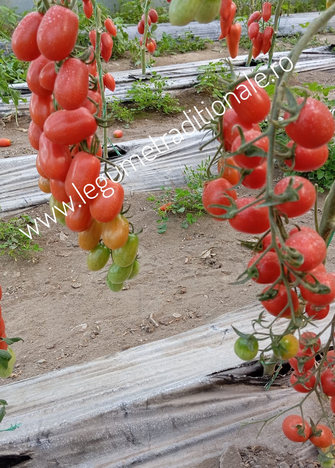 cherry CHERRY FLAVIOLA BUZĂU